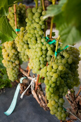 Owoce białej winorośli seyve villard rosnące na winnicy