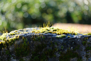 erblühtes Moos auf einem Stein im Winter im Sonnenschein