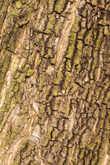Aged tree trunk with rugged bark close up shot