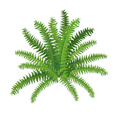Houseplant fern, nephrolepis for interior decoration. Vector illustration of home flowers. Trendy home decor with plants, urban jungle.