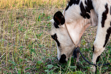 Close up shot of grass chewing domestic cow on an agricultural field