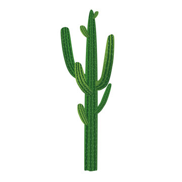 Houseplant cactus for interior decoration. Vector illustration of plants and flowers.