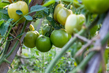 Selective focused organic raw tomatoes in the garden
