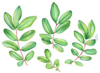 Collection of watercolor lively twigs with green leaves