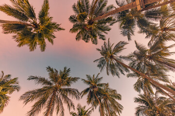 Fototapeta na wymiar Palm trees with colorful sunset sky. Exotic tropical nature pattern, low point of view landscape. Peaceful and inspirational island scenic, silhouette coconut palm trees on beach at sunset or sunrise