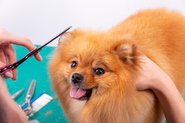 Professional groomer takes care of Orange Pomeranian Spitz in animal beauty salon.