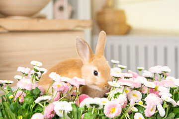 Two little Easter red rabbits are sitting cheerfully on the kitchen table near a basket with daisy flowers and Easter eggs. Against the backdrop of a home kitchen interior with sunlight.