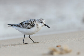 Sanderling