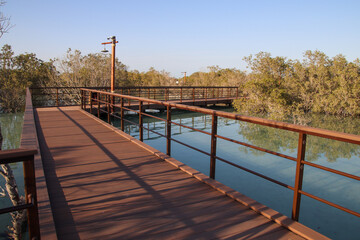 wooden bridge in the Mangrove forest in Abu dhabi, UAE