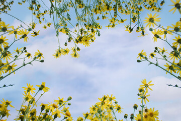  chamomile against the sky