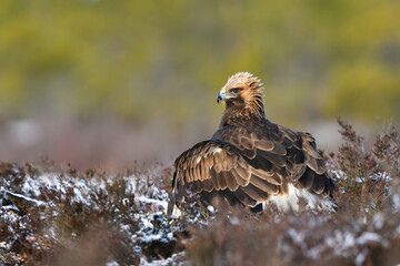 Golden eagle in a sunny bog forest in the background