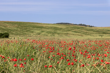 Wild poppies field in bloom in Tuscany, Italy in the summertime. Val d'Orcia, Italy