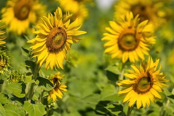 Beautiful sunflower flower blooming in sunflowers field.Thailand.