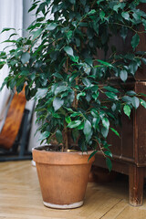 Benjamin's ficus in a terracotta pot stands on a wooden floor