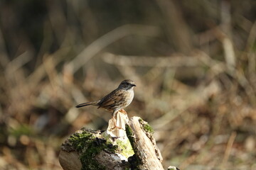 dunnock (Prunella modularis) also known as a hedge sparrow, perched on tree stump at forest edge