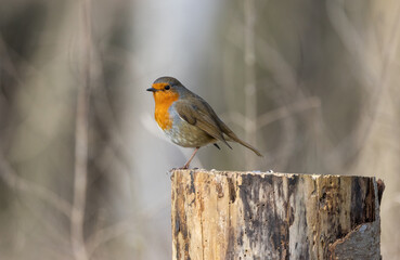 Robin (Erithacus rubecula)