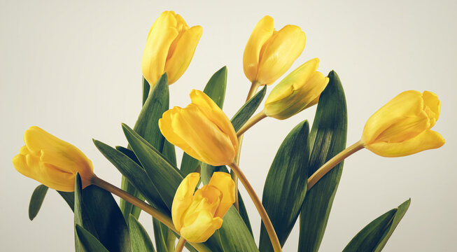 Bouquet of yellow tulips, closeup image