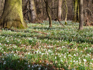 Obraz premium Carpet of white fresh snowdrops in spring forestor common snowdrop (Galanthus nivalis) flowers.Wild flower blooming in spring forest, white blossom.