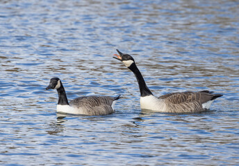 Pair of Canada Geese (Branta canadensis) Showing Mating Behaviour