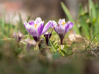 Crocus flowers blooming in spring