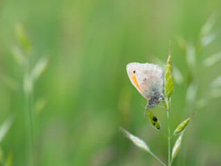 Small heath (Coenonympha pamphilus) butterfly on grass in meadow