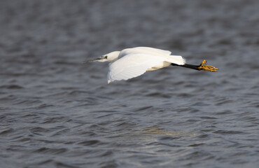 Little Egret (Egretta garzetta) In Flight