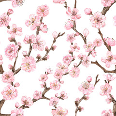 Cherry blossom seamless pattern. Watercolor spring floral print. Pink flowers of plum or cherry tree. Hand painted botanical illustration on white background. Backdrop for invitations, wallpaper. © Anna Nekotangerine