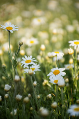 background of field daisies