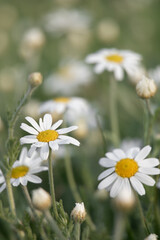 background of field daisies