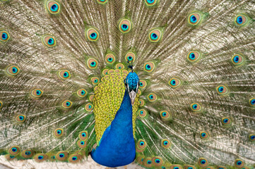 A peacock with its tail spread out showing all its splendor and color of the plumage