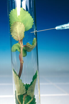 Grüne Gentechnik im Labor, Pflanze im Reagenzrohr mit Spritzenkanüle vor blauem Hintergrund