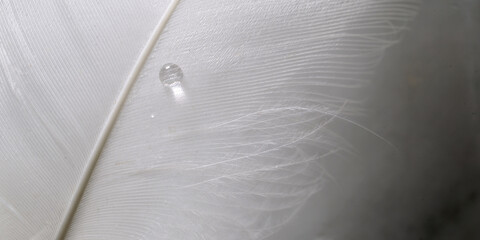 White feather with a drop on a clear background. Top view.
