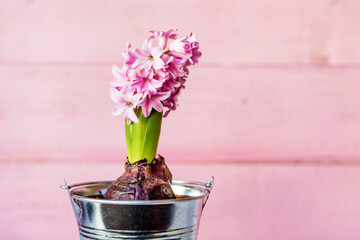 Pink  Hyacinth Flower in a Pot on a Pink Wooden  Background