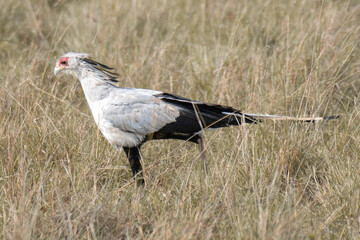 Secretarybird