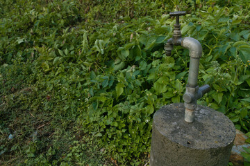 faucet in a garden with green plant growing naturally which indicate good agriculture. 