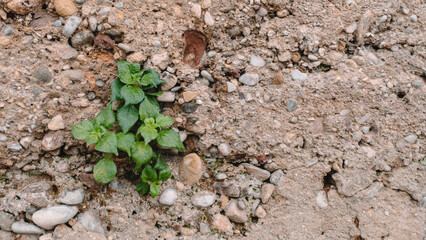 stone wall where seedling grows