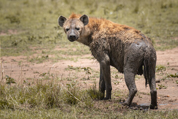 Hyena after a mud bath