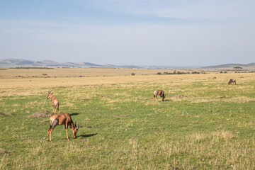 Hartebeests in the savannah