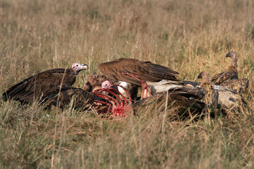 Lappet Faced Vultures eat greedily a carcass