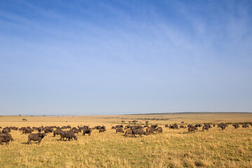 Buffalo herd at dawn