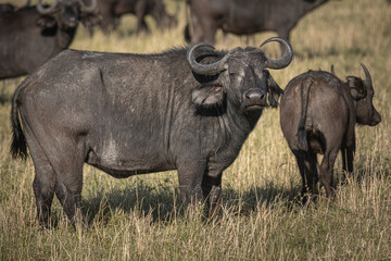 Obraz premium Buffalo closeup