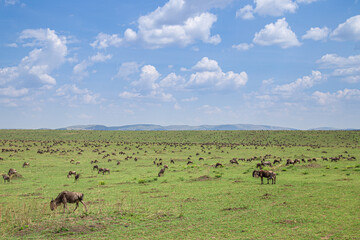 Great Migration in Masai Mara National Park