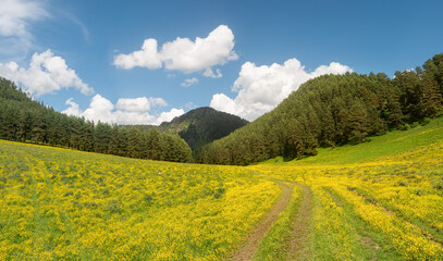 Panoramic view of field with yellow flowers and rural road against backdrop of pine forest and mountains.