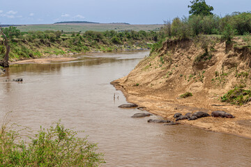 Hippo's family rests along the Mara Rive