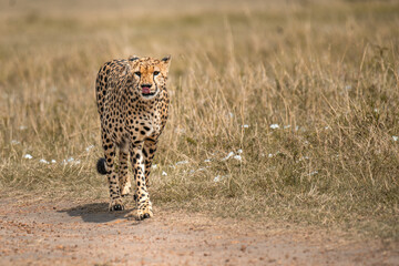 Cheetah