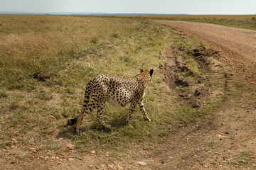 Cheetah