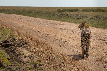 Cheetah