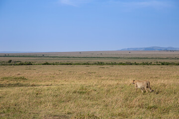 Cheetah