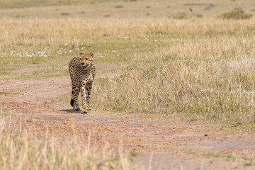 Cheetah