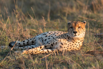 Cheetah